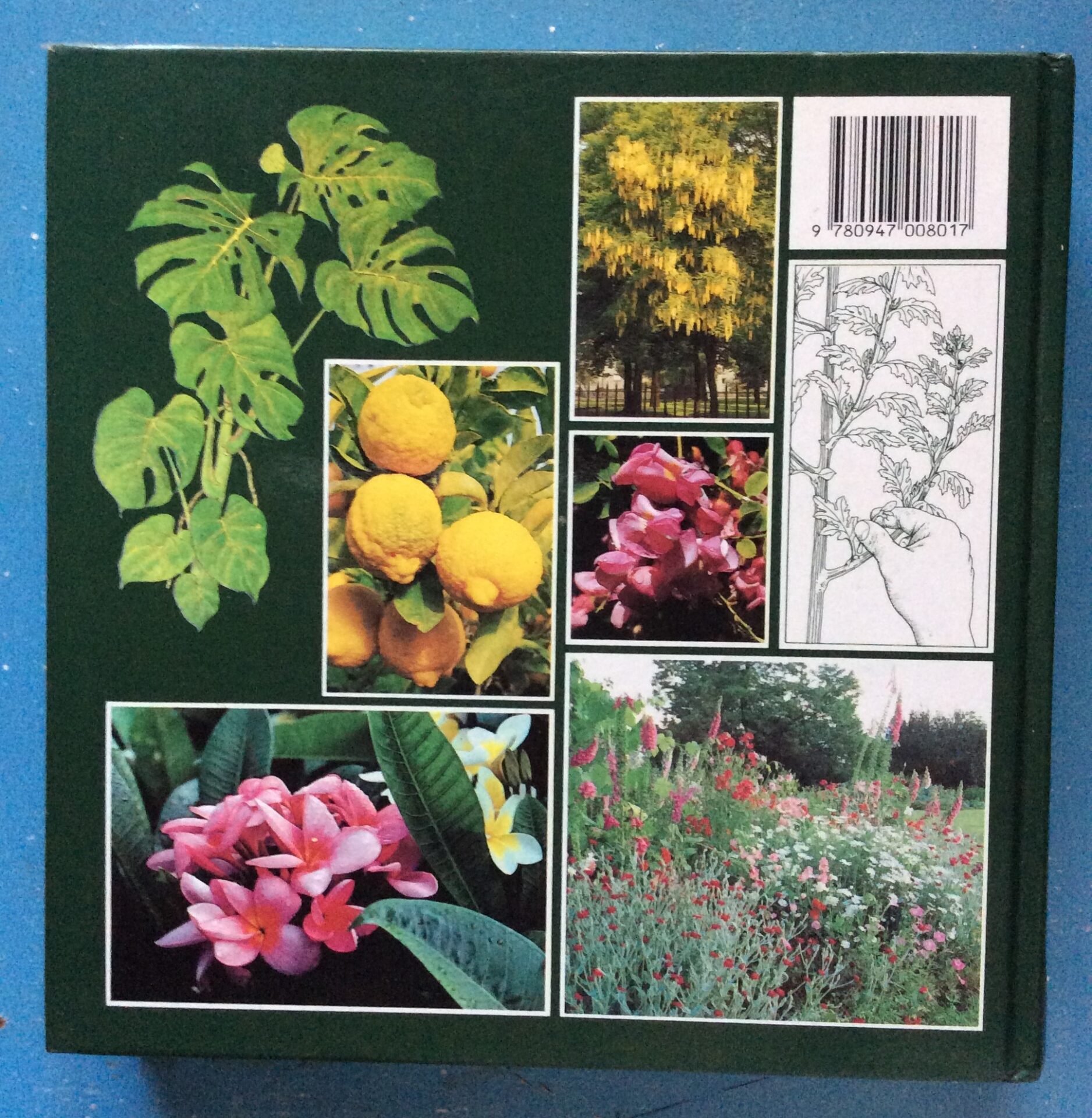 Illustrated Encyclopaedia Of Gardening In South Africa - Reader's