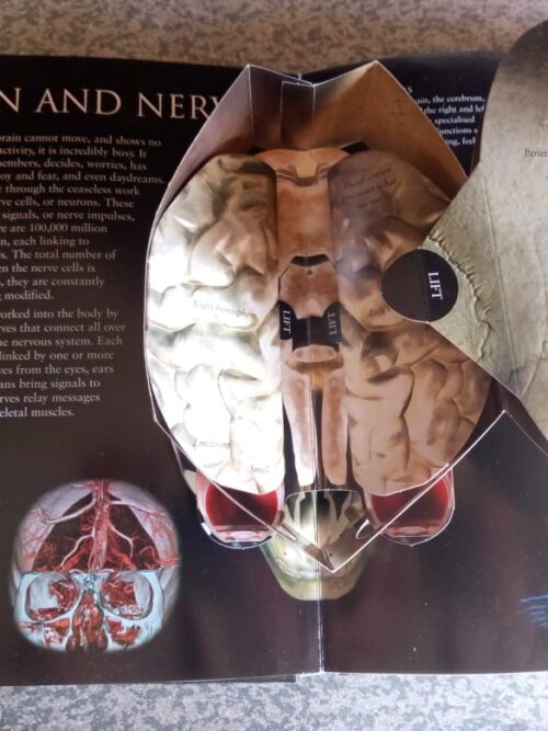 Discoverology: Human Body secondhand book