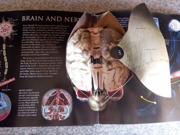 Discoverology: Human Body secondhand book