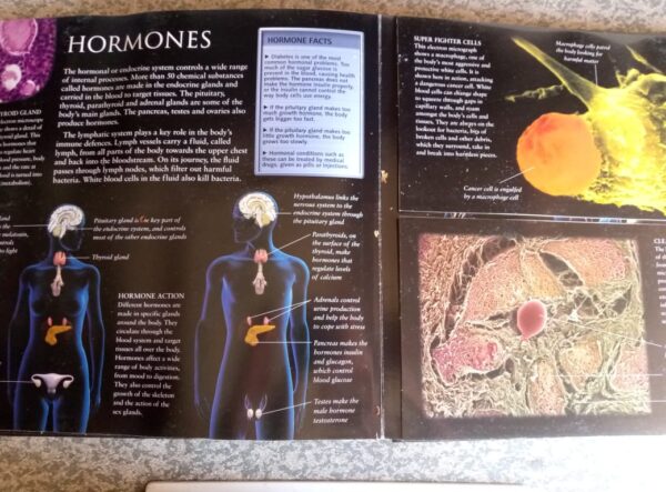 Discoverology: Human Body secondhand book