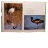 Reader's Digest Spectacular World Of Southern African Birds