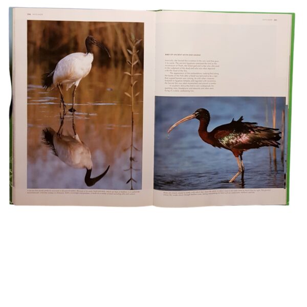 Reader's Digest Spectacular World Of Southern African Birds