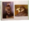 Reader's Digest Spectacular World Of Southern African Birds