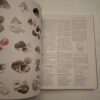 Sea Shells Of Southern Africa - Richard Kilburn & Elizabeth Rippey