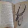 Mahlangeni: Stories Of A Game Ranger's Family - Kobie Kruger