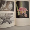 The Stapelieae Of Southern Africa / Die Stapelieae Van Suidelike Afrika - C.A. Luckhoff