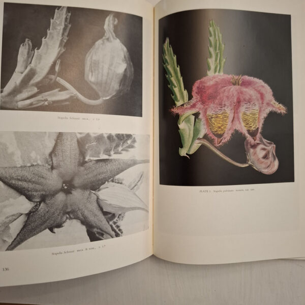 The Stapelieae Of Southern Africa / Die Stapelieae Van Suidelike Afrika - C.A. Luckhoff