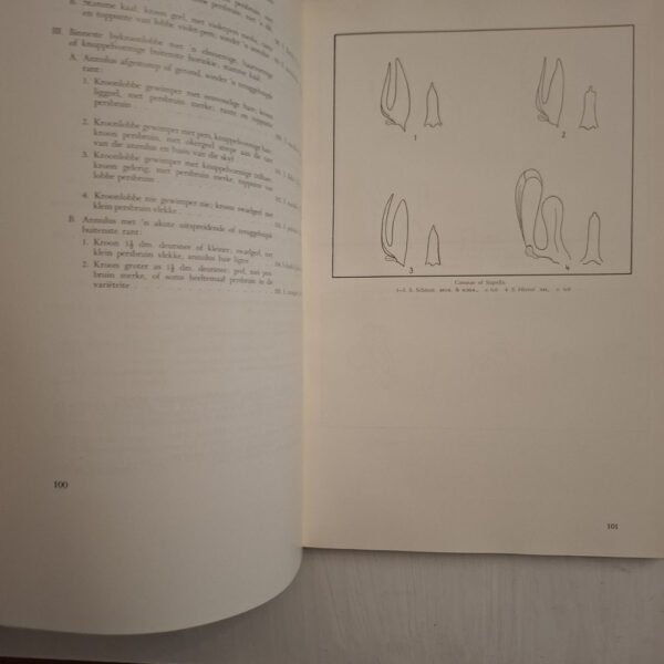 The Stapelieae Of Southern Africa / Die Stapelieae Van Suidelike Afrika - C.A. Luckhoff
