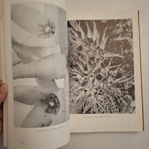 The Stapelieae Of Southern Africa / Die Stapelieae Van Suidelike Afrika - C.A. Luckhoff