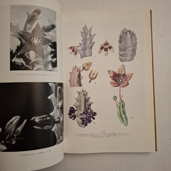 The Stapelieae Of Southern Africa / Die Stapelieae Van Suidelike Afrika - C.A. Luckhoff