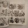 Exotica, Series 3: Pictorial Cyclopedia Of Exotic Plants - Alfred Byrd Graf