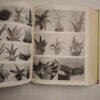 Exotica, Series 3: Pictorial Cyclopedia Of Exotic Plants - Alfred Byrd Graf