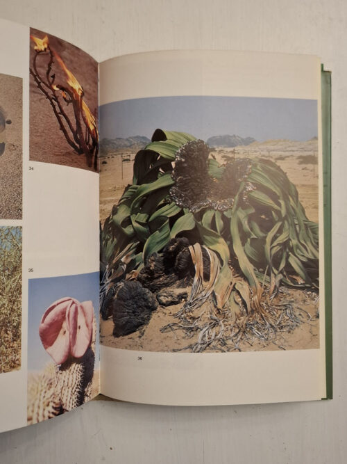 Welwitschia: Paradox Of A Parched Paradise – Chris H. Bornman secondhand book