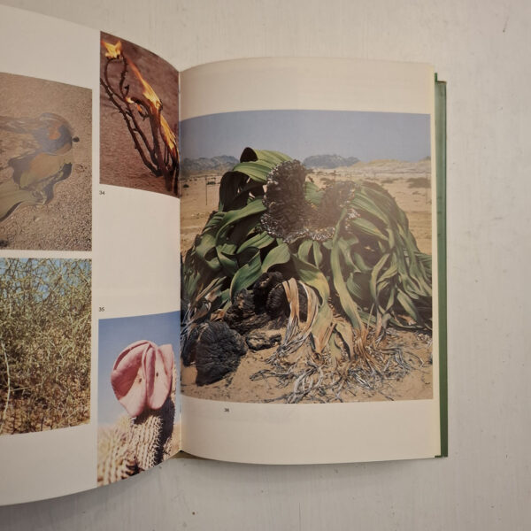 Welwitschia: Paradox Of A Parched Paradise - Chris H. Bornman