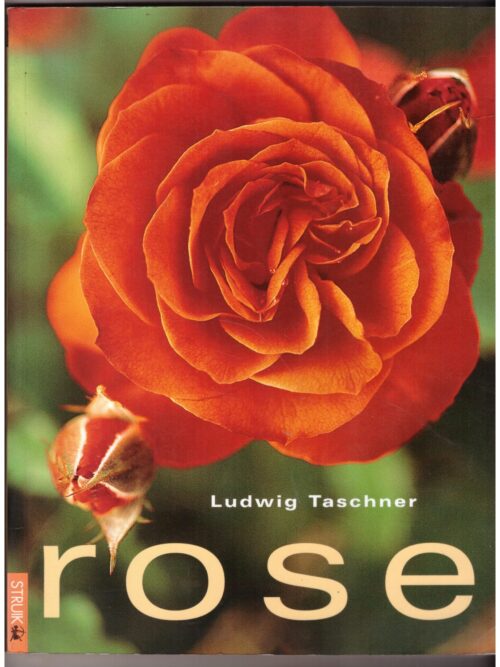 Rose -- Ludwig Taschner