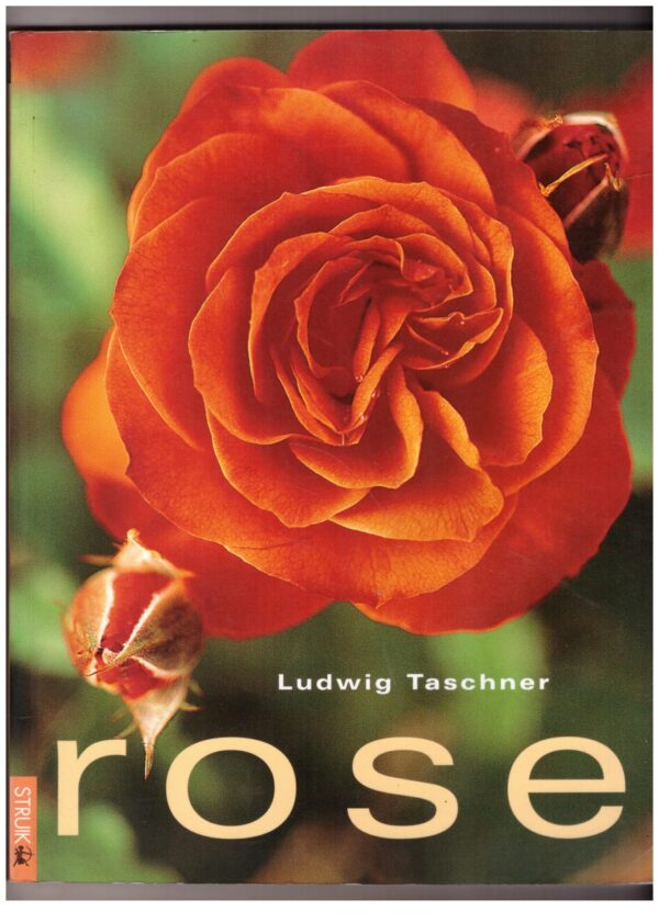 Rose -- Ludwig Taschner