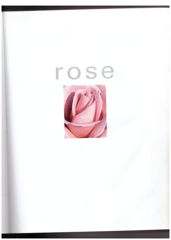 Rose -- Ludwig Taschner