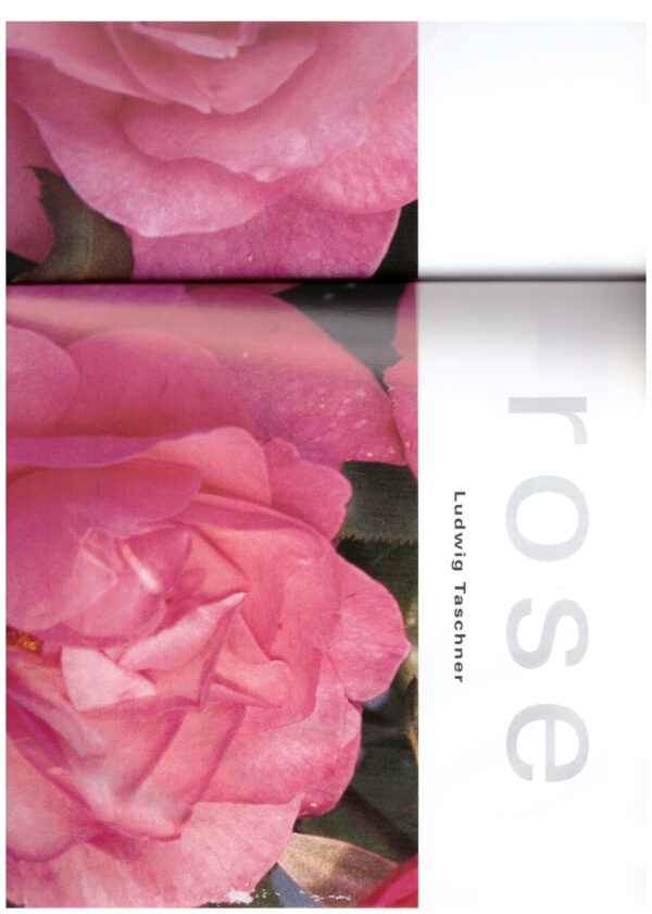 Rose -- Ludwig Taschner