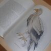 The Birds Of Prey Of Southern Africa - C.G. Finch-Davies, A.C. Kemp