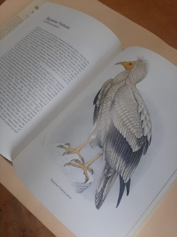 The Birds Of Prey Of Southern Africa - C.G. Finch-Davies, A.C. Kemp