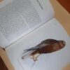 The Birds Of Prey Of Southern Africa - C.G. Finch-Davies, A.C. Kemp