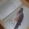 The Birds Of Prey Of Southern Africa - C.G. Finch-Davies, A.C. Kemp