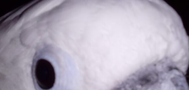 Don't Ask, Just Jump