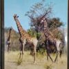 South Africa’s Wildlife Heritage – Anthony Bannister, Peter Johnson secondhand book