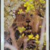 Etoscha Kampf Auf Leben Und Tod – M. Und M Reardon (German) secondhand book