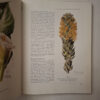 South African Botanical Art: Peeling Back The Petals – Marion Arnold secondhand book