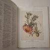South African Botanical Art: Peeling Back The Petals – Marion Arnold secondhand book