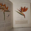 South African Botanical Art: Peeling Back The Petals – Marion Arnold secondhand book