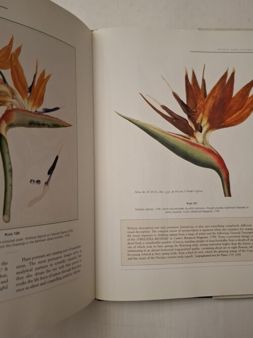 South African Botanical Art: Peeling Back The Petals – Marion Arnold secondhand book