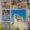 Birdlife In Southern Africa – Kenneth Newman secondhand book