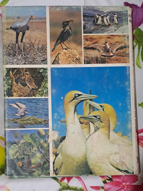 Birdlife In Southern Africa – Kenneth Newman secondhand book
