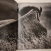 Buffalo Ballad: On The Trail Of An American Icon – Heidi & Hans-Jürgen Koch (English & German) secondhand book