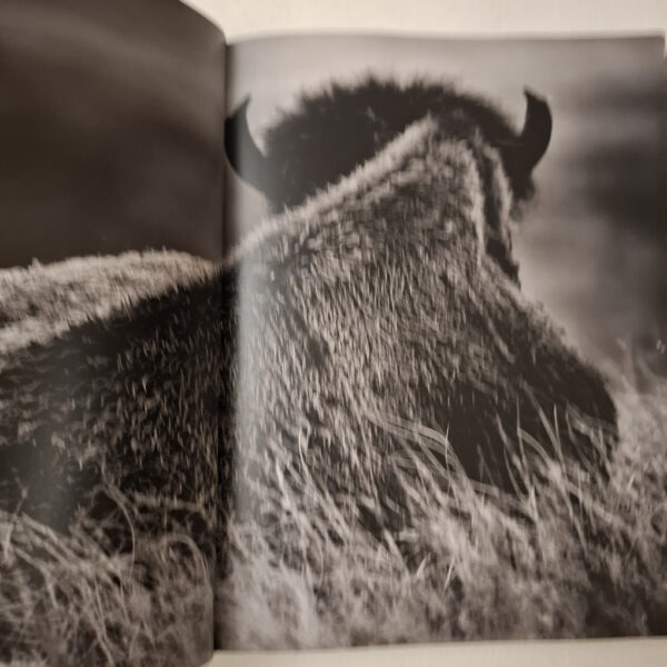 Buffalo Ballad: On The Trail Of An American Icon – Heidi & Hans-Jürgen Koch (English & German) secondhand book