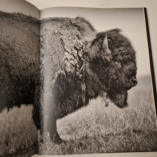 Buffalo Ballad: On The Trail Of An American Icon – Heidi & Hans-Jürgen Koch (English & German) secondhand book