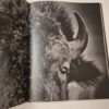 Buffalo Ballad: On The Trail Of An American Icon – Heidi & Hans-Jürgen Koch (English & German) secondhand book
