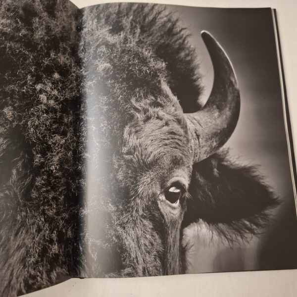 Buffalo Ballad: On The Trail Of An American Icon – Heidi & Hans-Jürgen Koch (English & German) secondhand book