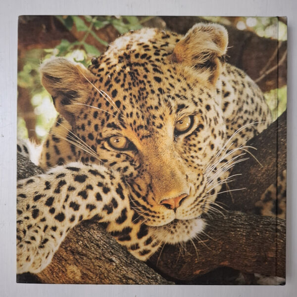 Bronze And Fire: The Art Of Donald Greig secondhand book