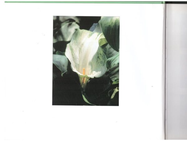 Keith Kirsten gee raad4 Keith Kirsten Gee Raad: Antwoorde Op Al Jou Tuinvrae secondhand book