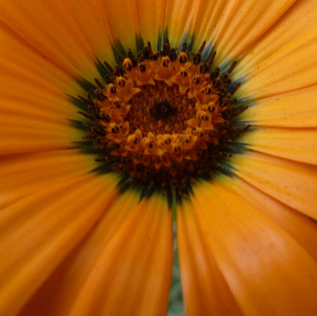 Bookworms@Monica's Place