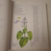 The Southern African Plectranthus – Ernst Van Jaarsveld secondhand book