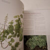 The Southern African Plectranthus – Ernst Van Jaarsveld secondhand book