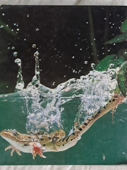 The Pond – Rhompson, Coldrey, Bernard secondhand book