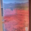 Wild Flowers Of South Africa & Namaqualand: Floral World Heritage Site — Sandra Hansen secondhand book
