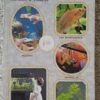 A Step By Step Book About Setting Up An Aquarium – Cliff W. Emmens secondhand book
