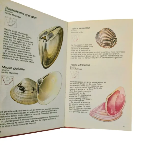 Skulpe – Deirdre Richards & David Thorpe secondhand book