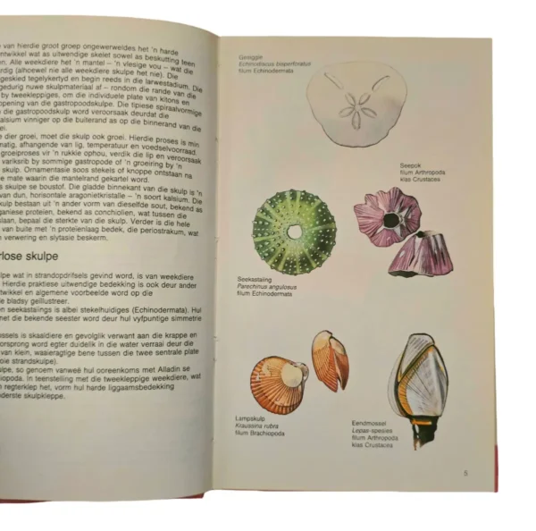 Skulpe – Deirdre Richards & David Thorpe secondhand book